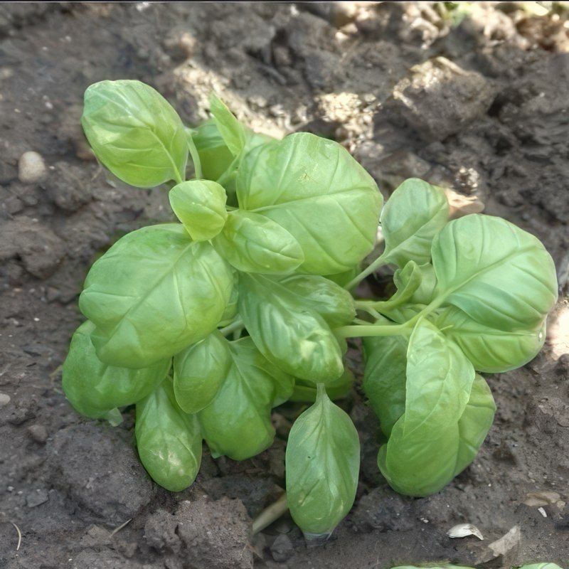 yrttien kasvatus basilika