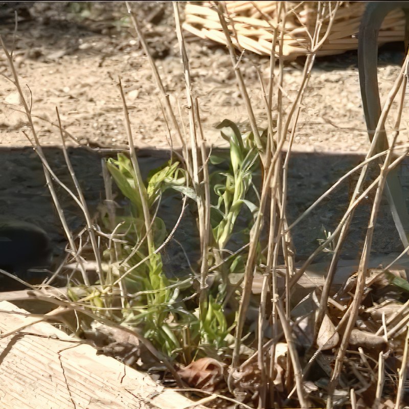 yrttien kasvatus rakuuna