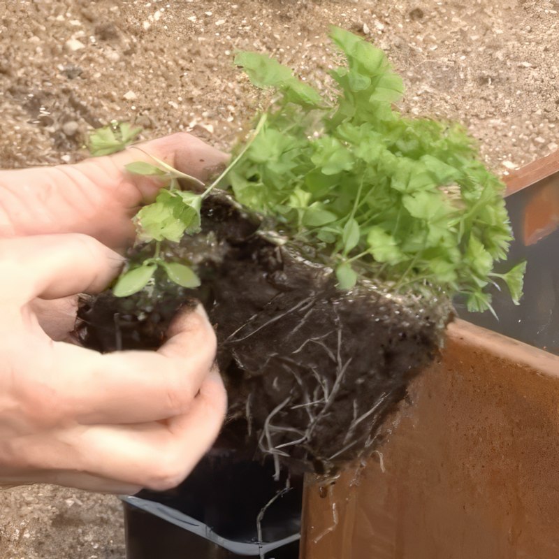 yrttien istutus persilja