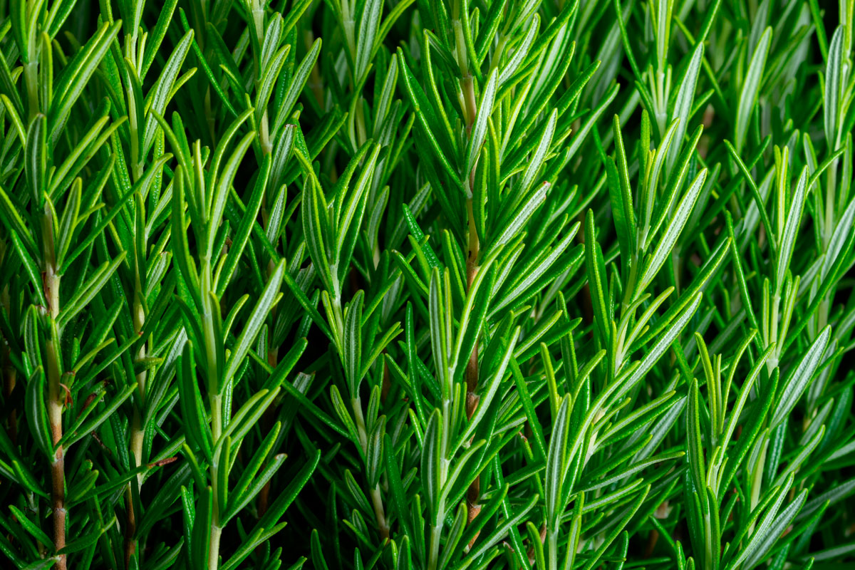 yrtit ulkona rosmariini