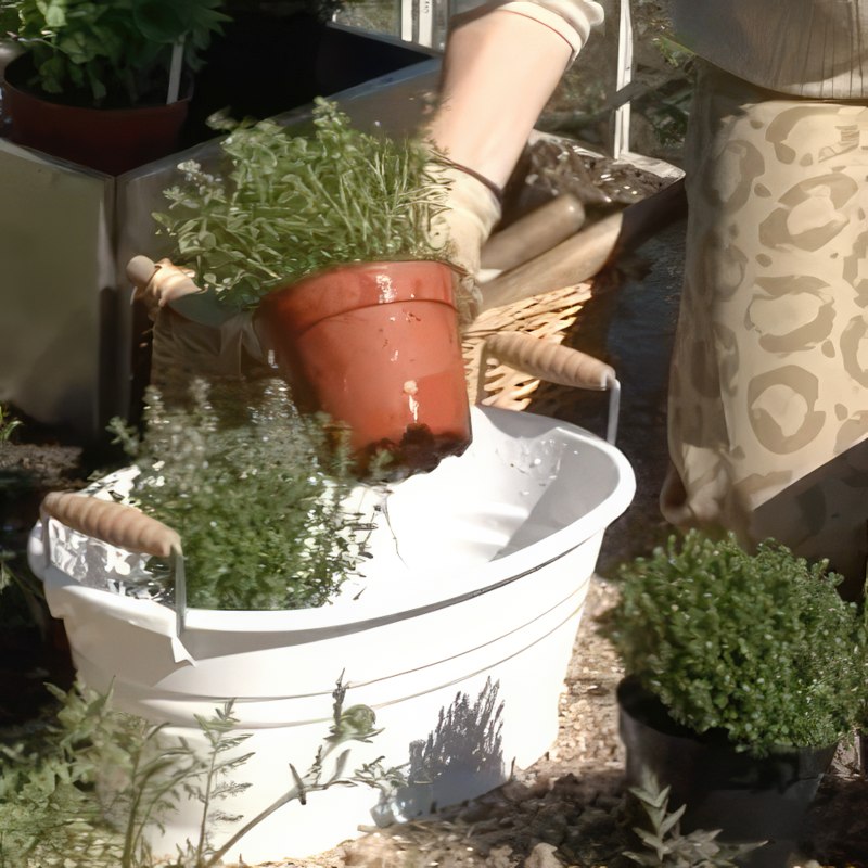 yrttien kasvatus timjami