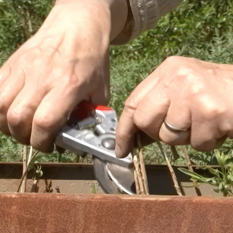 yrttien kasvatus rakuuna