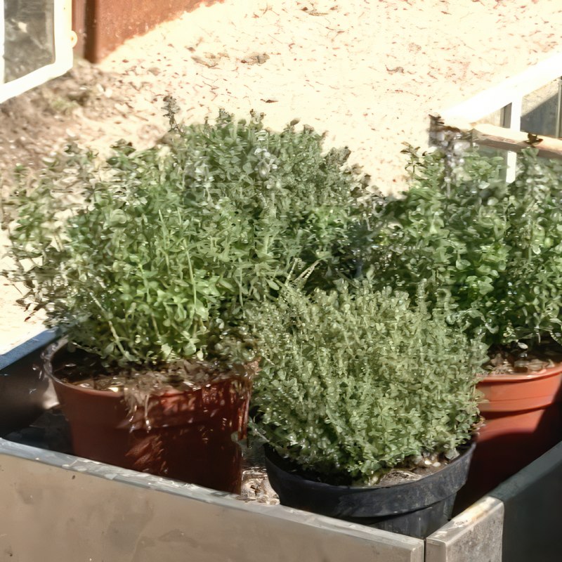 yrttien kasvatus timjami