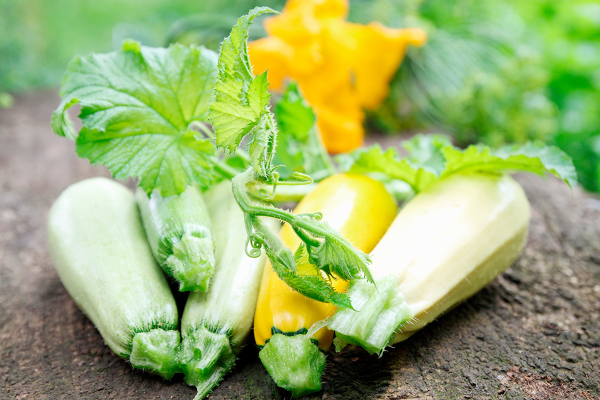 Odling av squash i växthus