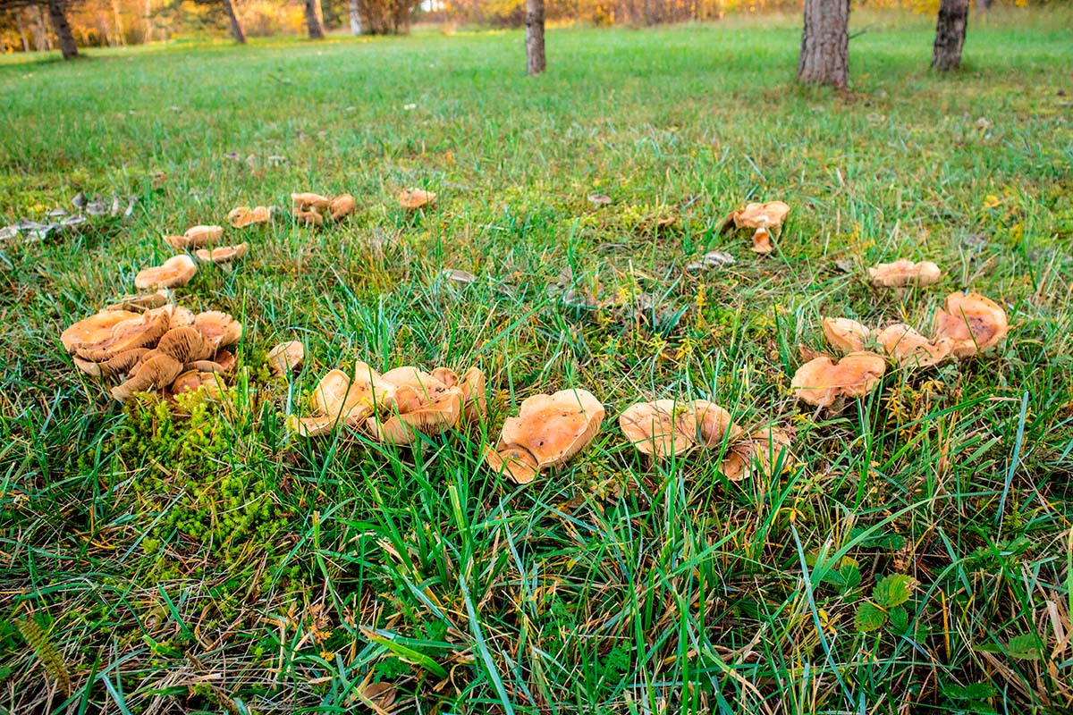 En häxring (en cirkel av svampar) på gräsmattan.