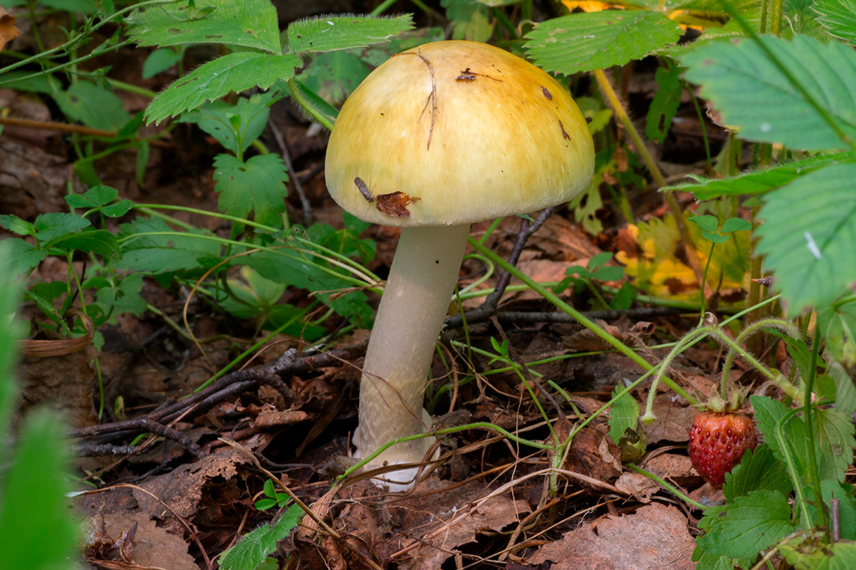 Lömsk flugsvamp bland nedfallna löv.