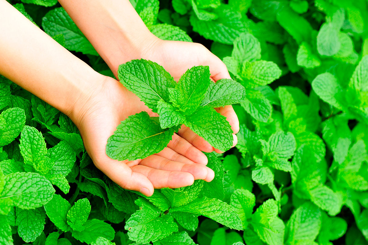 Minttu puutarhassa, näin kasvatat minttua ulkona