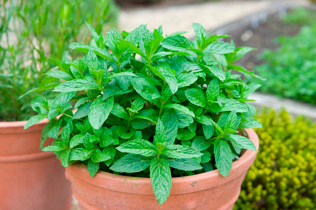 Mynte i krukke i haven