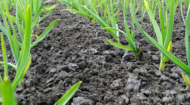 Hvitløksskudd kan brukes som gressløk.