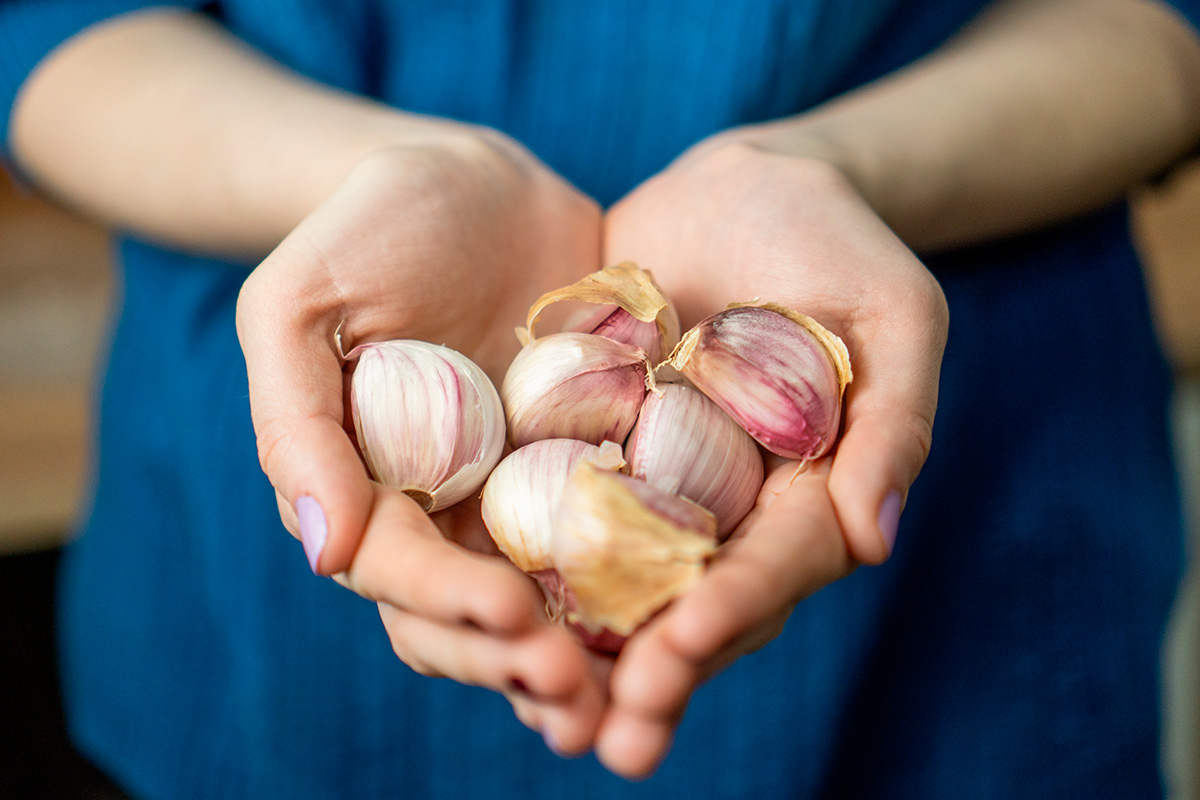 Näin istutat valkosipulin keväällä ja syksyllä