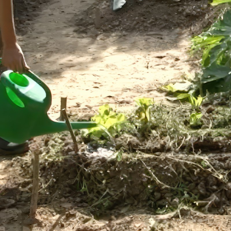 økologisk gødning grøngødning