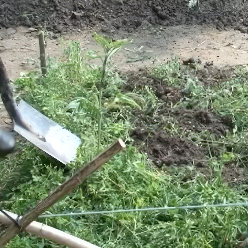 økologisk gødning grøngødning