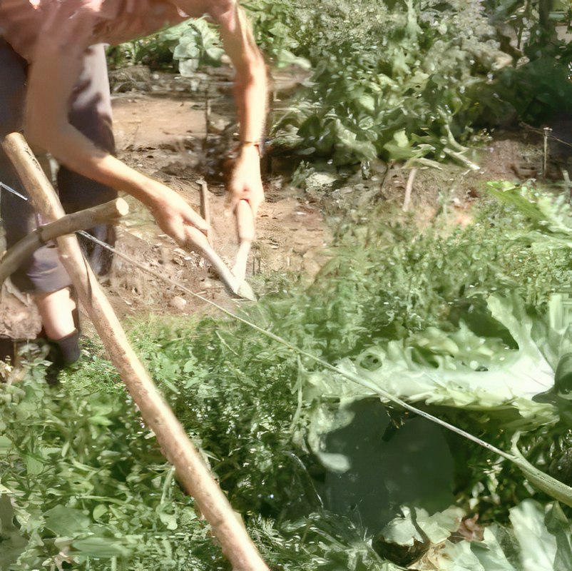 økologisk gødning grøngødning