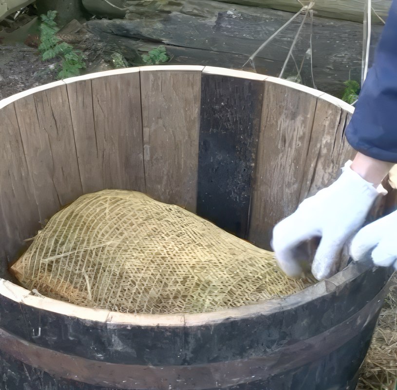 Brændenældevand gødning