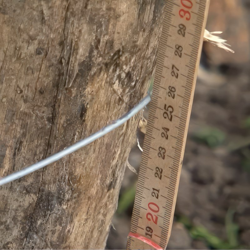 äppleträd spaljé avstånd