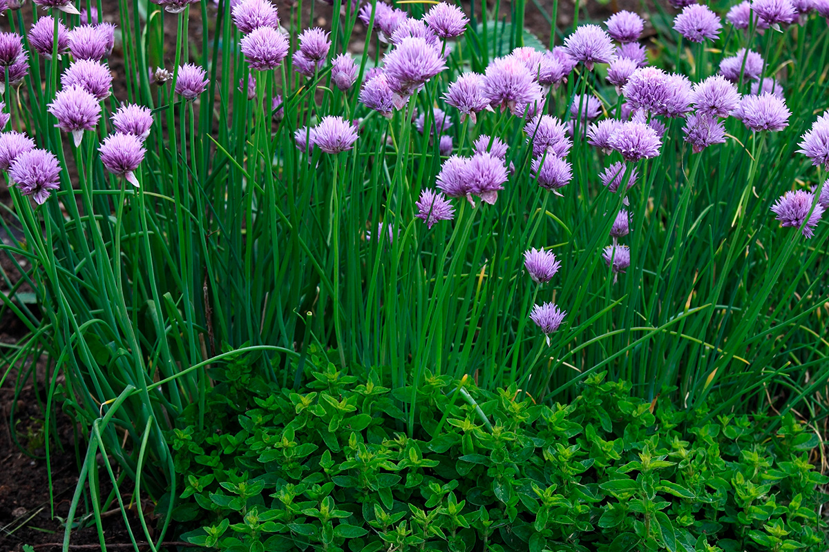 Nemme afgrøder: Purløg