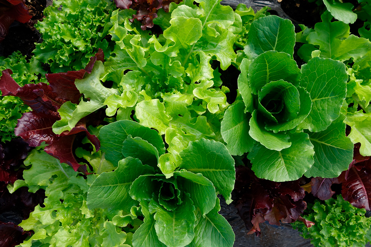 Nemme afgrøder: Salat