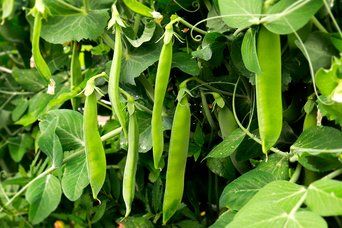 Nemme grøntsager: Ærter og bønner