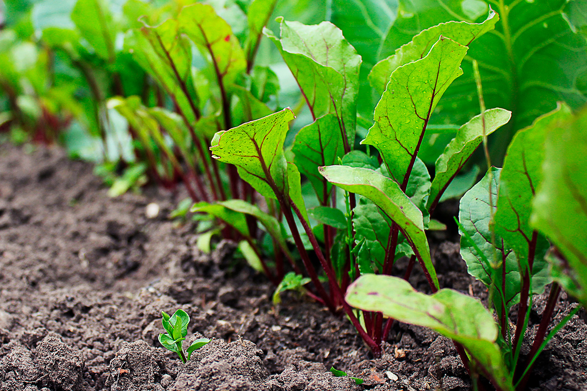 Nemme grøntsager: Rødbeder