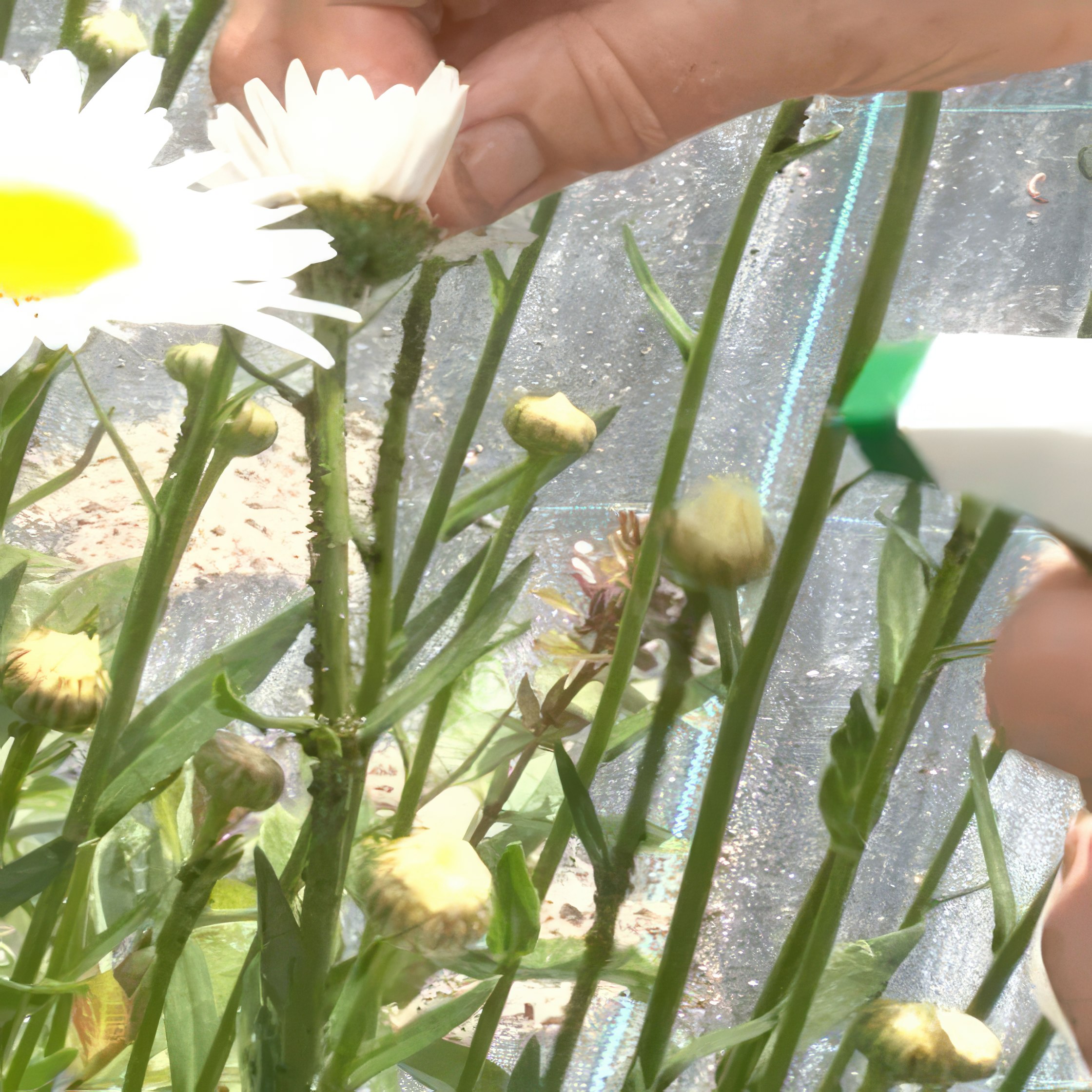 bladlöss i perenner