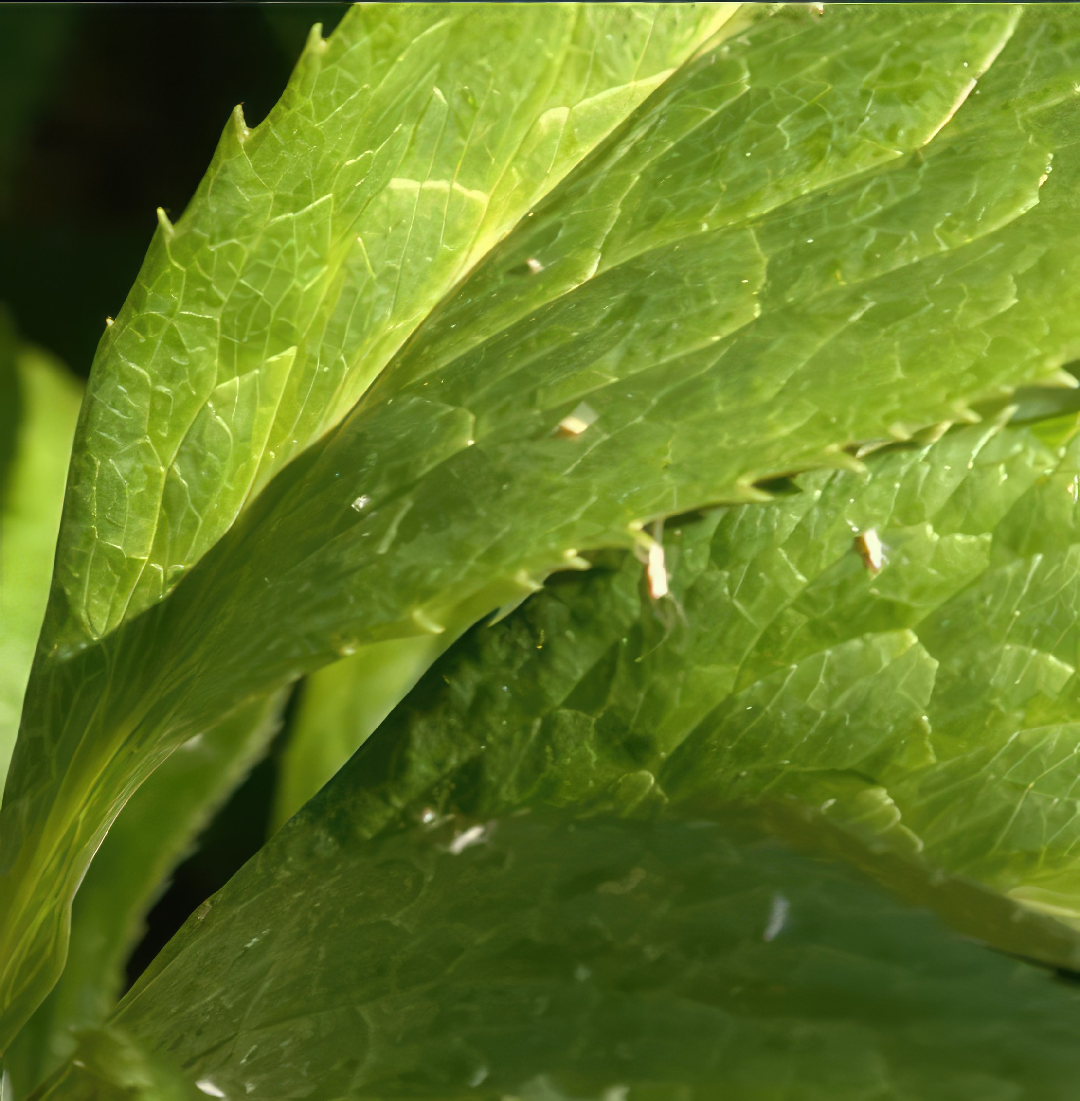bladlöss i perenner