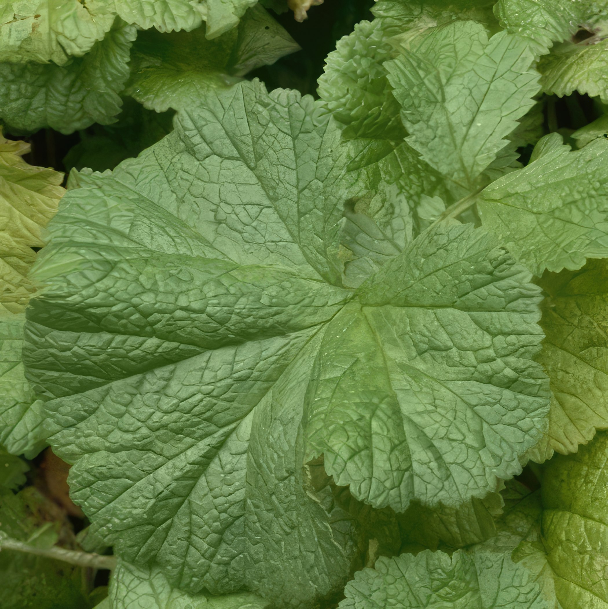 perenner svampsjukdom