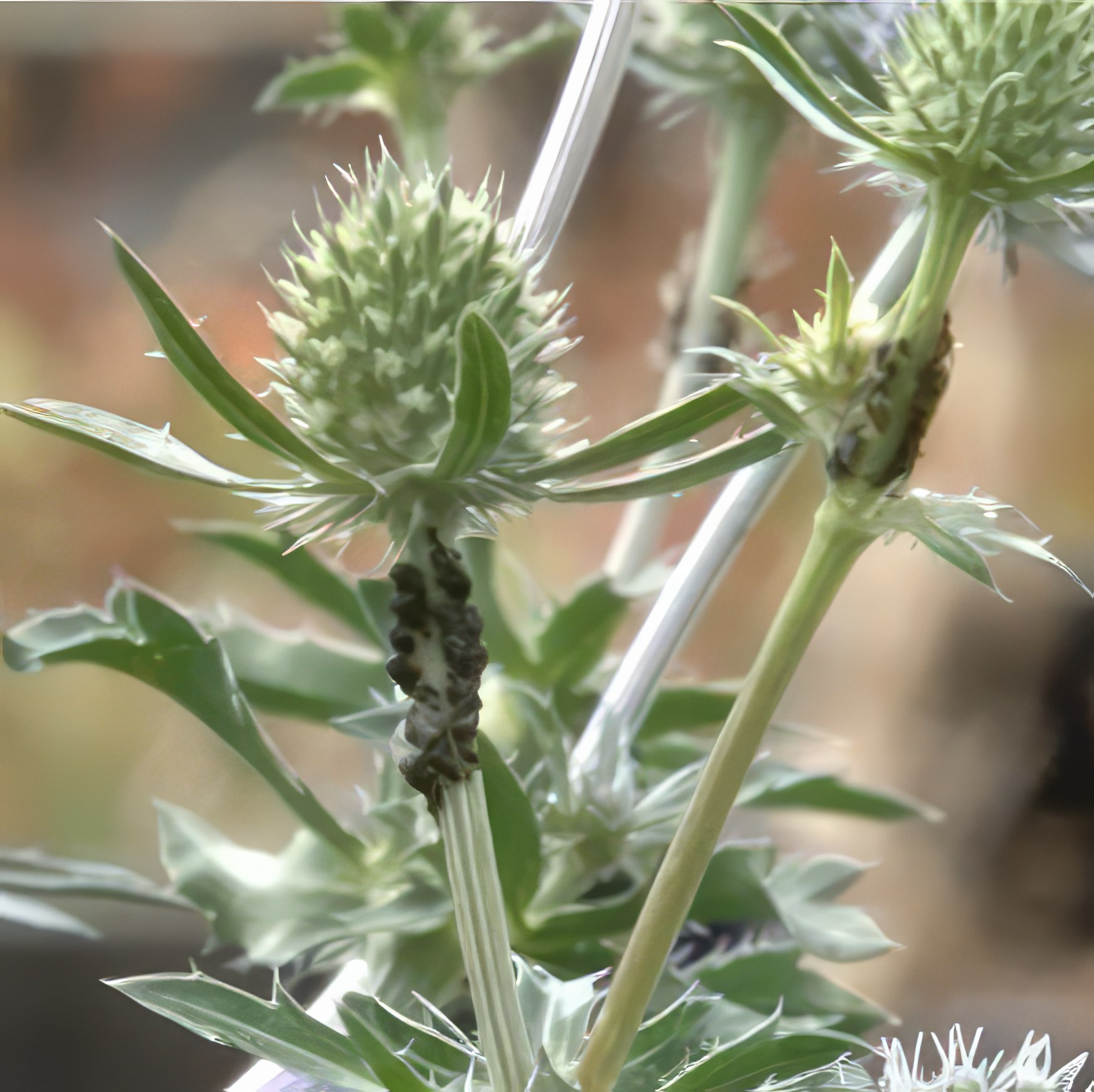 bladlöss i perenner