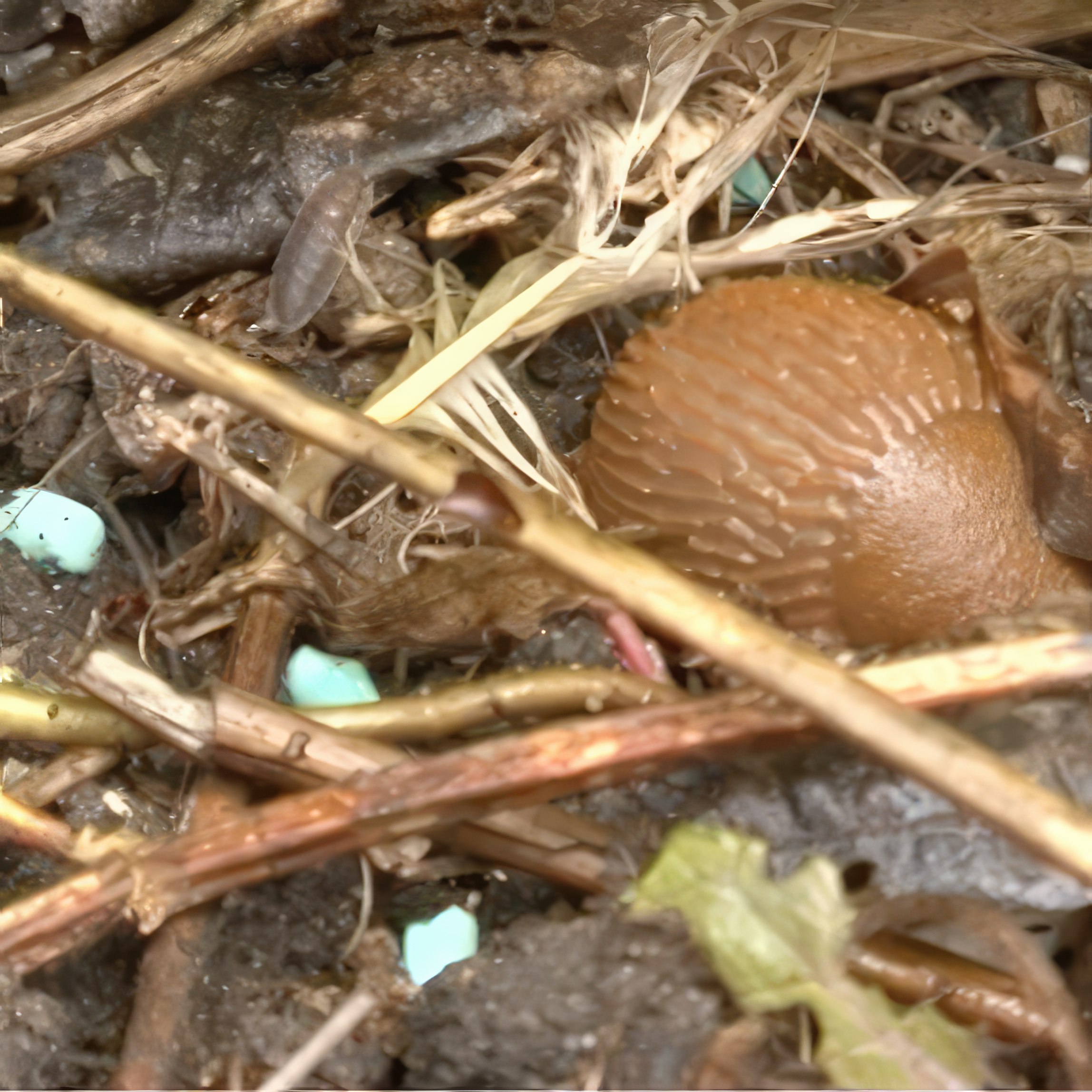 Mördarsniglar snigelgift