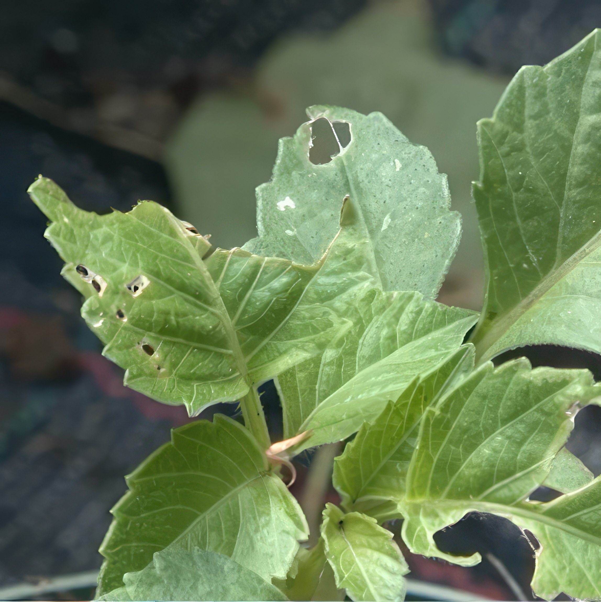 Mördarsniglar i trädgården