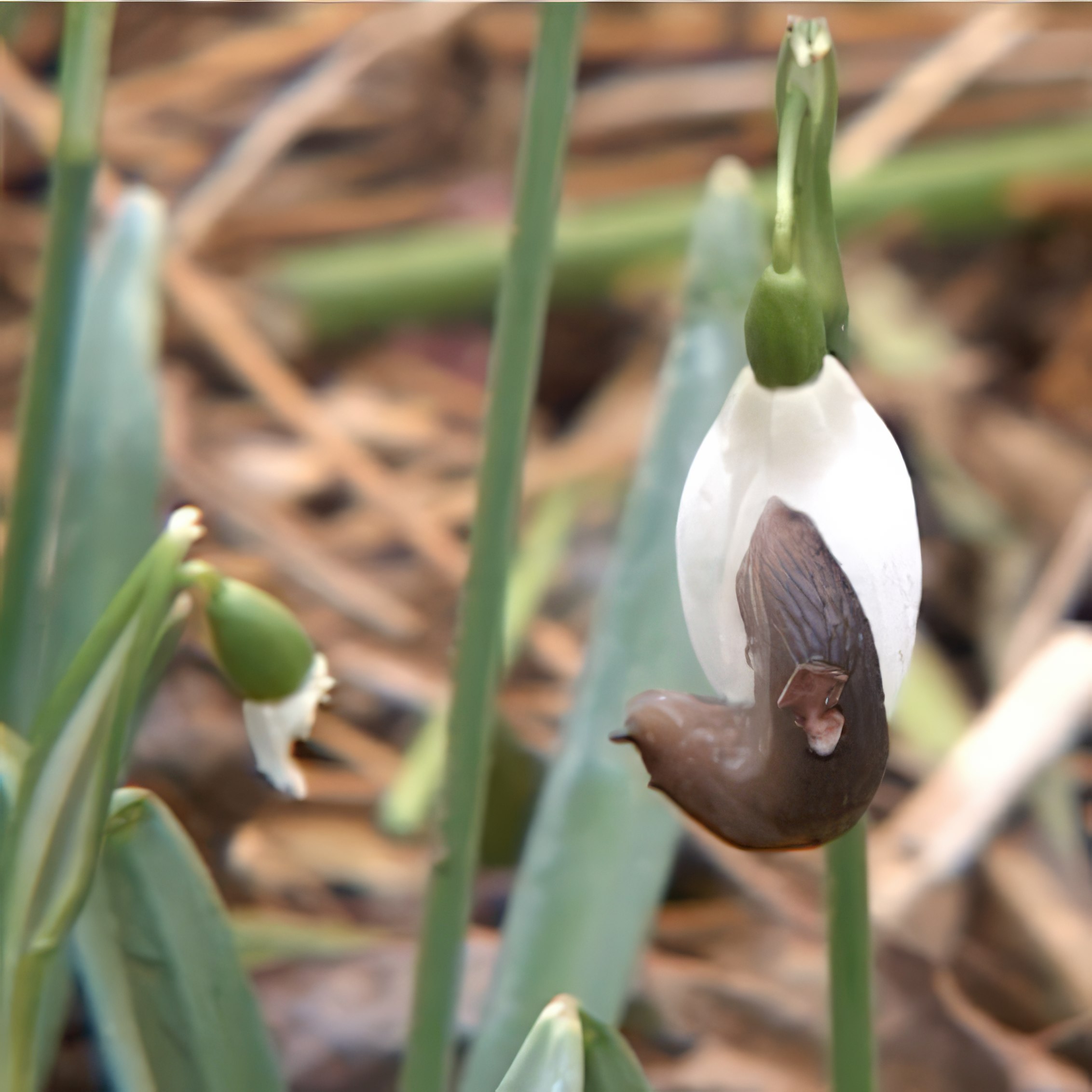 Mördarsniglar i trädgården