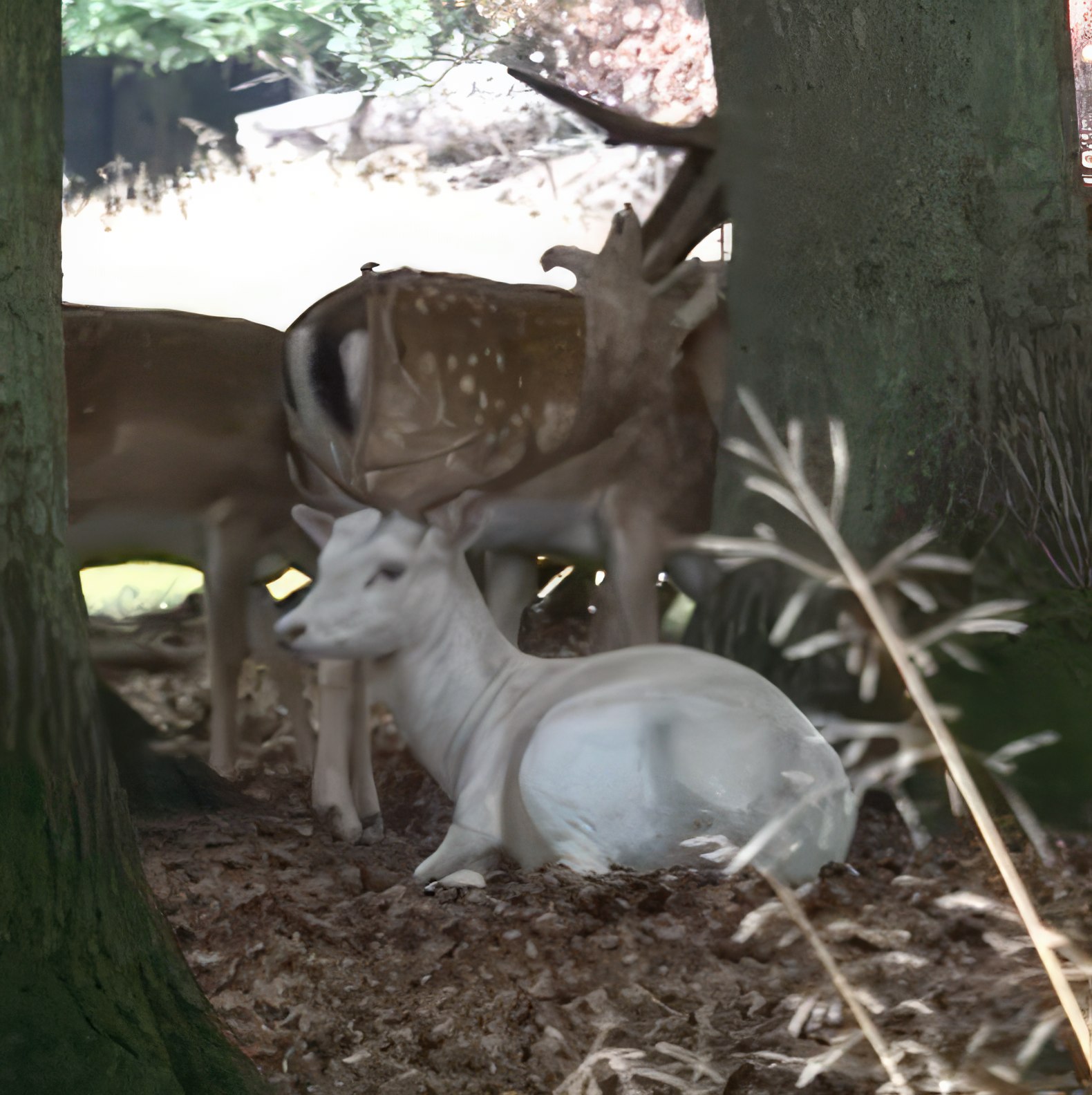 Perennrabatt rådjur