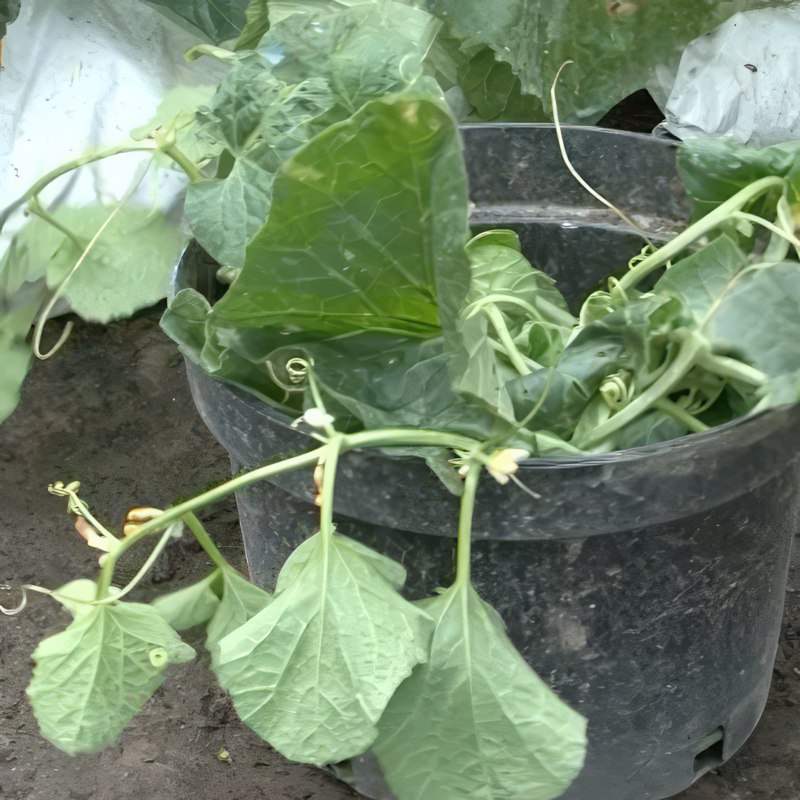 beskjæring av melon i drivhus