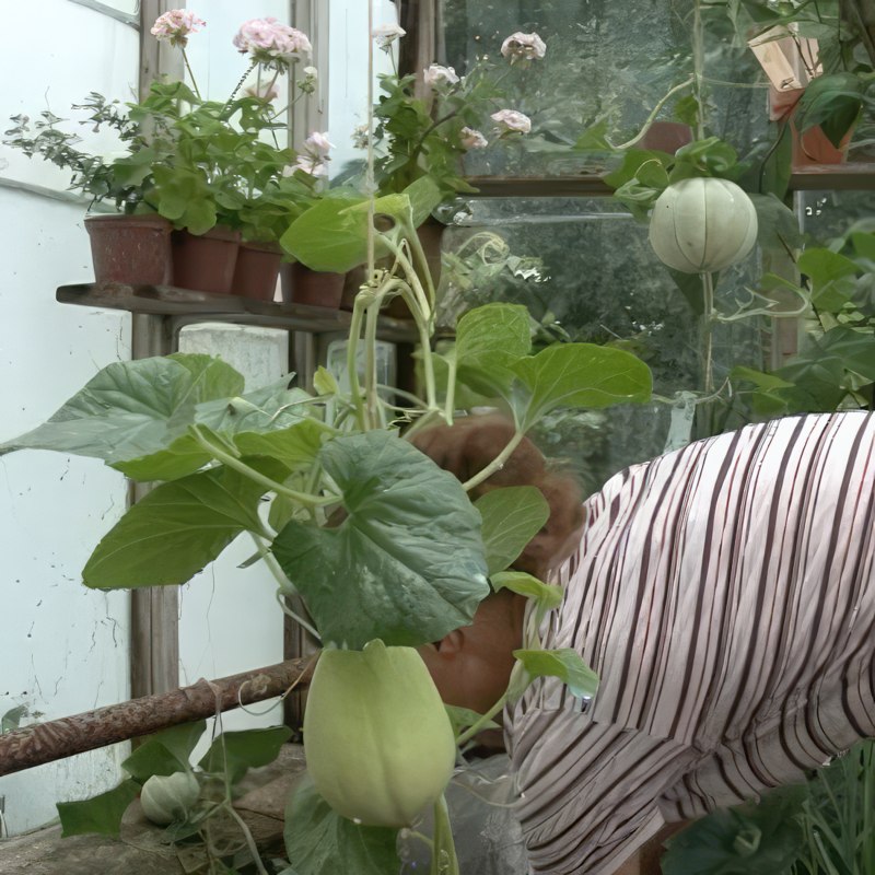 cantaloupe melon i drivhus