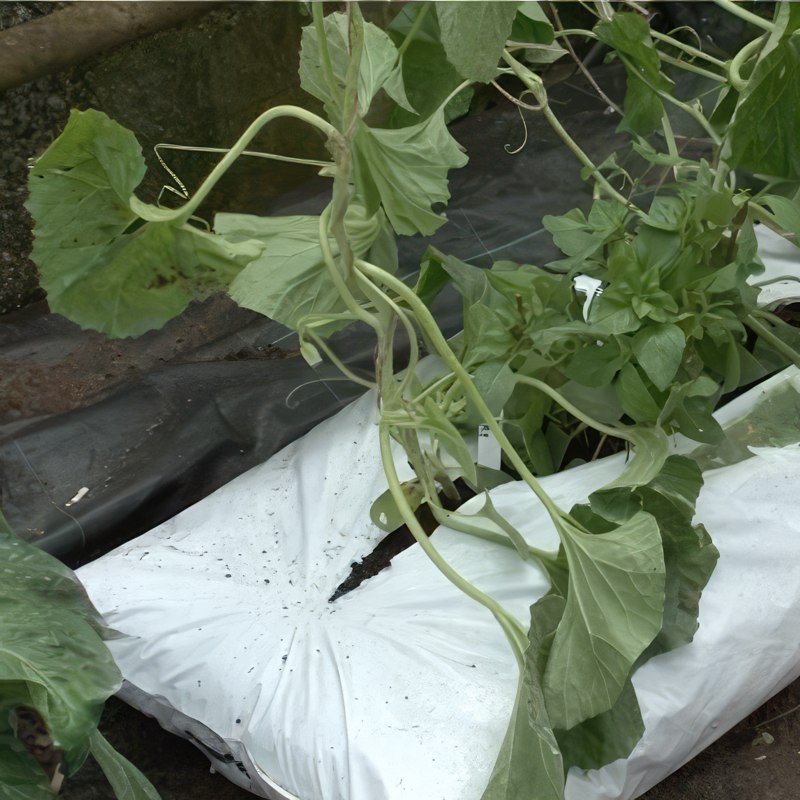 beskjæring av melon i drivhus