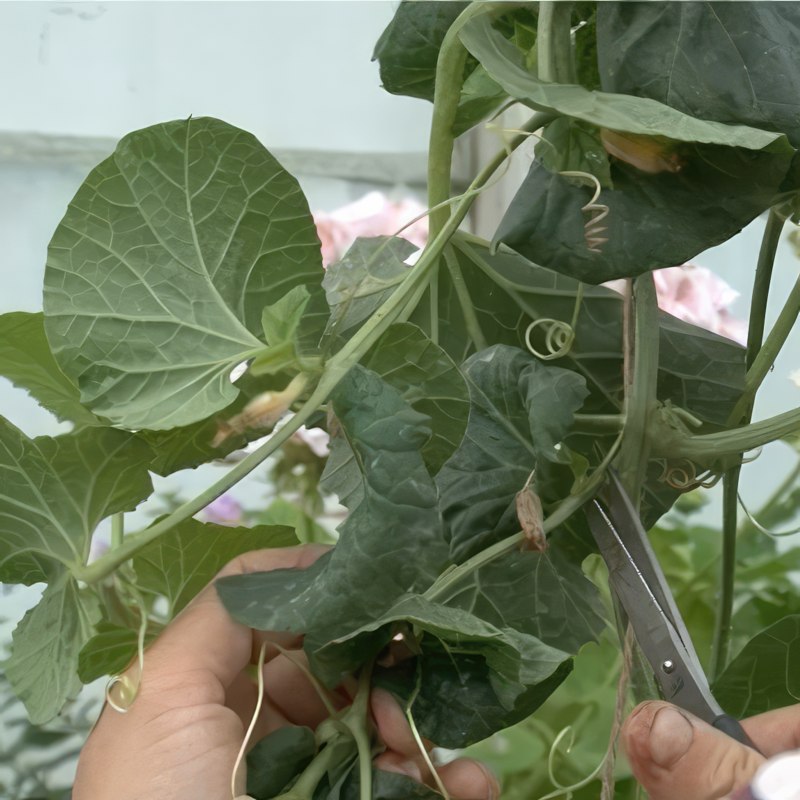 dyrking av melon i drivhus