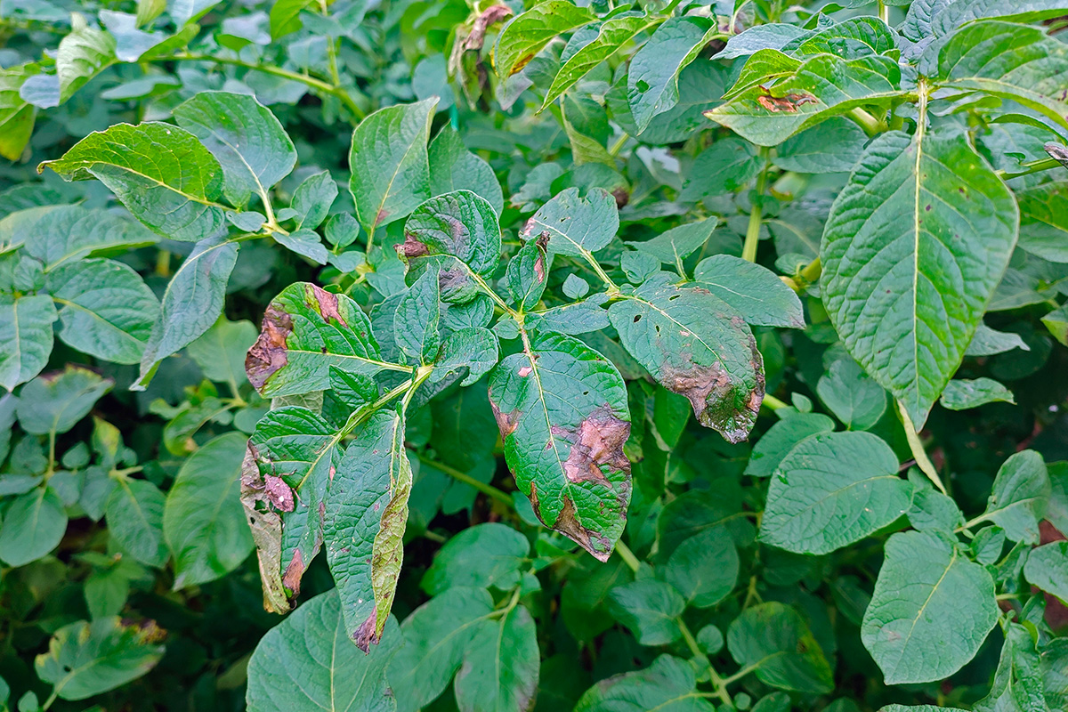 Potettørråte på potetplanter