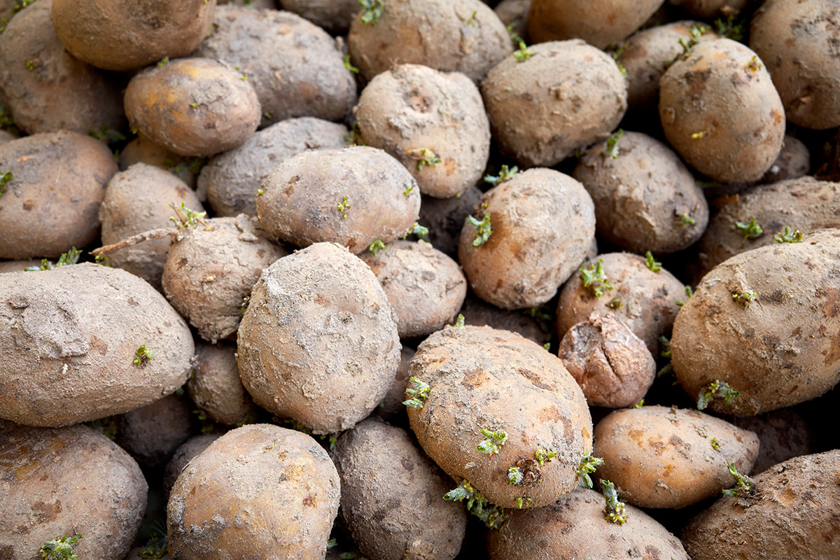 Potettørråte på poteter