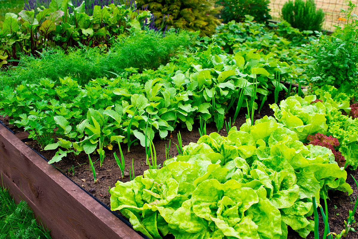 Sekaviljely kasvimaa | Kasvit, jotka auttavat toisiaan