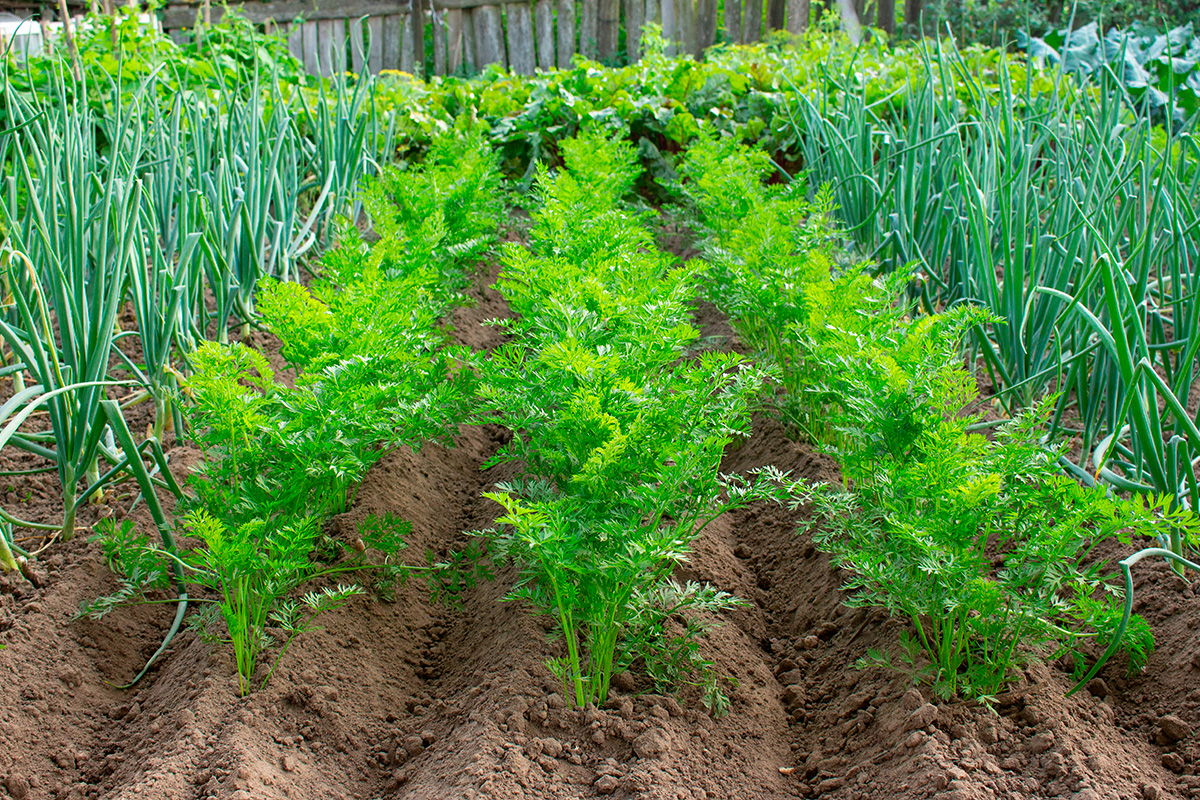 Løg og gulerødder plantet sammen