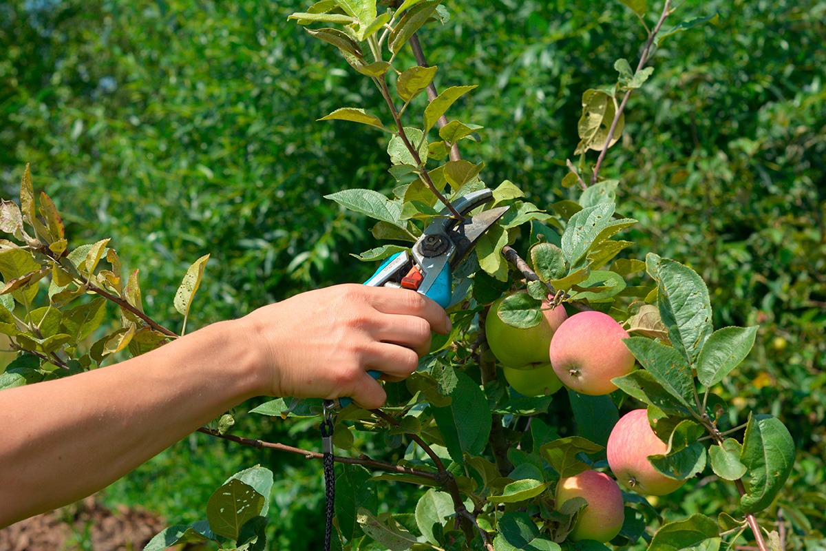 Beskärning av äppelträd