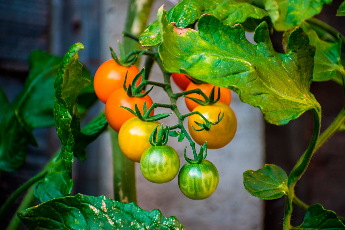 tomater i drivhus sungold