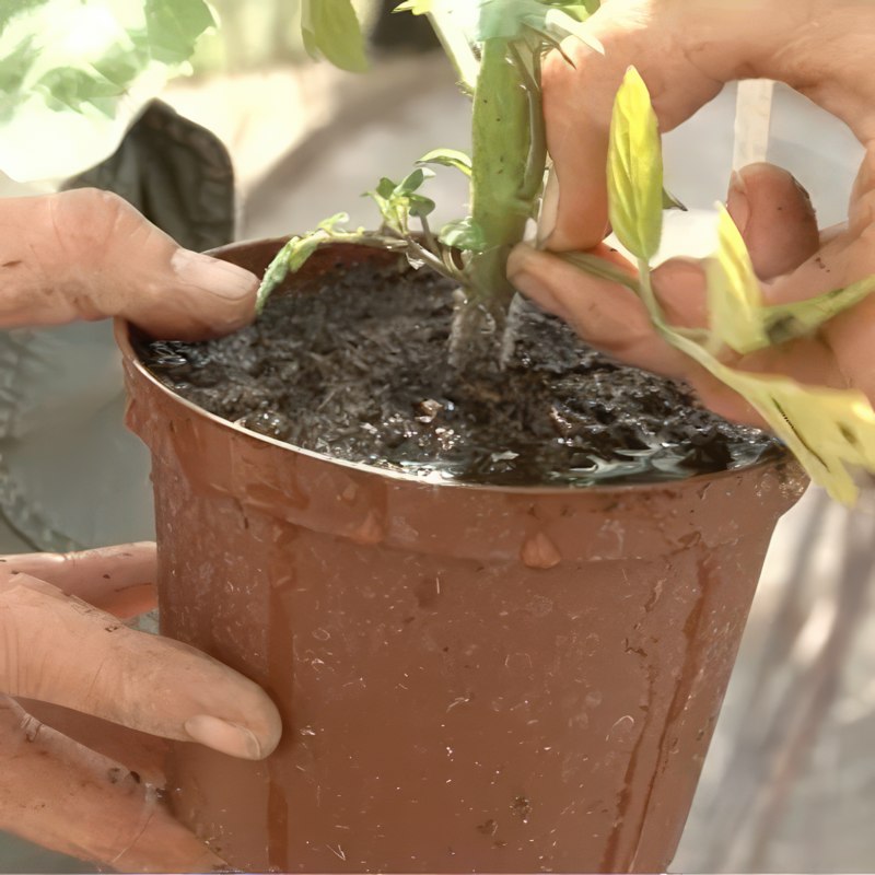 Dyrking av tomater i kapillærkasser