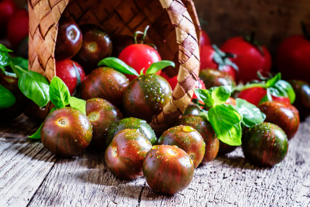 tomater i drivhus black cherry