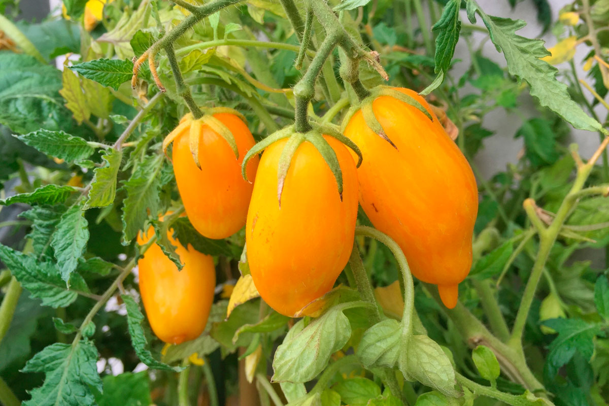 tomater i drivhus banana legs