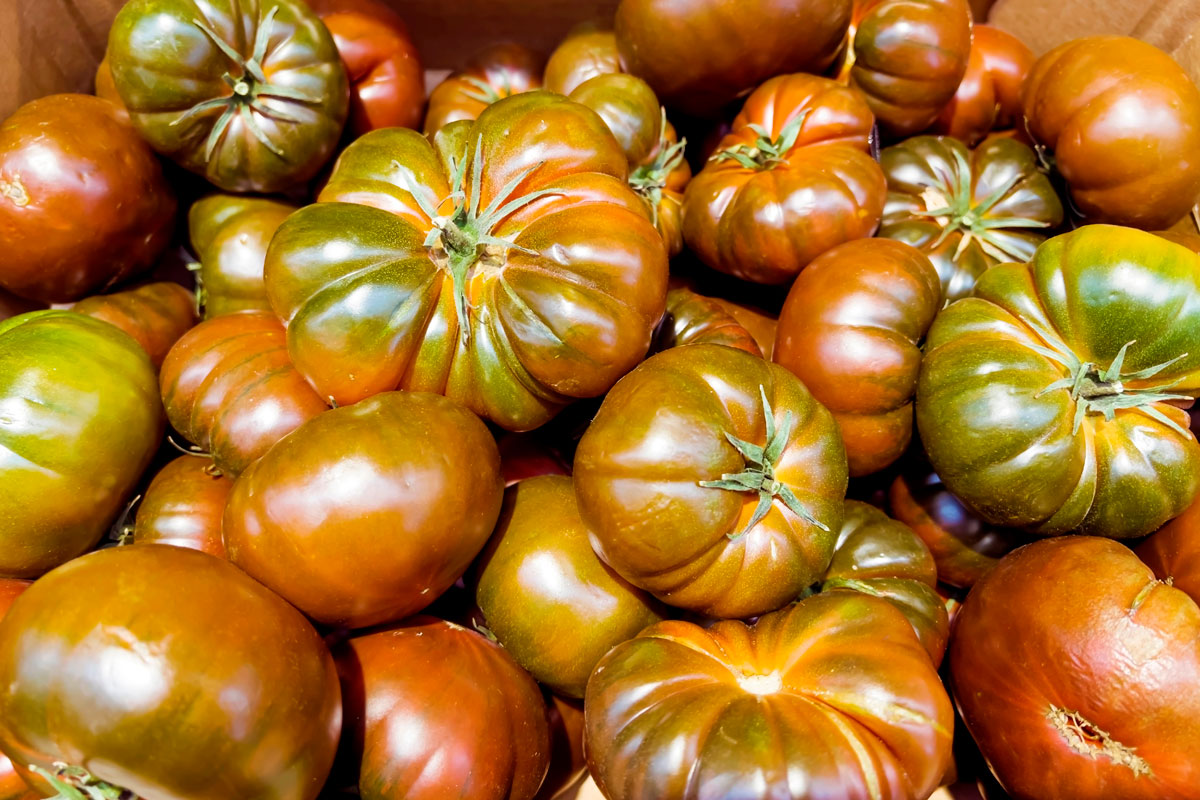 tomater i drivhus marmande