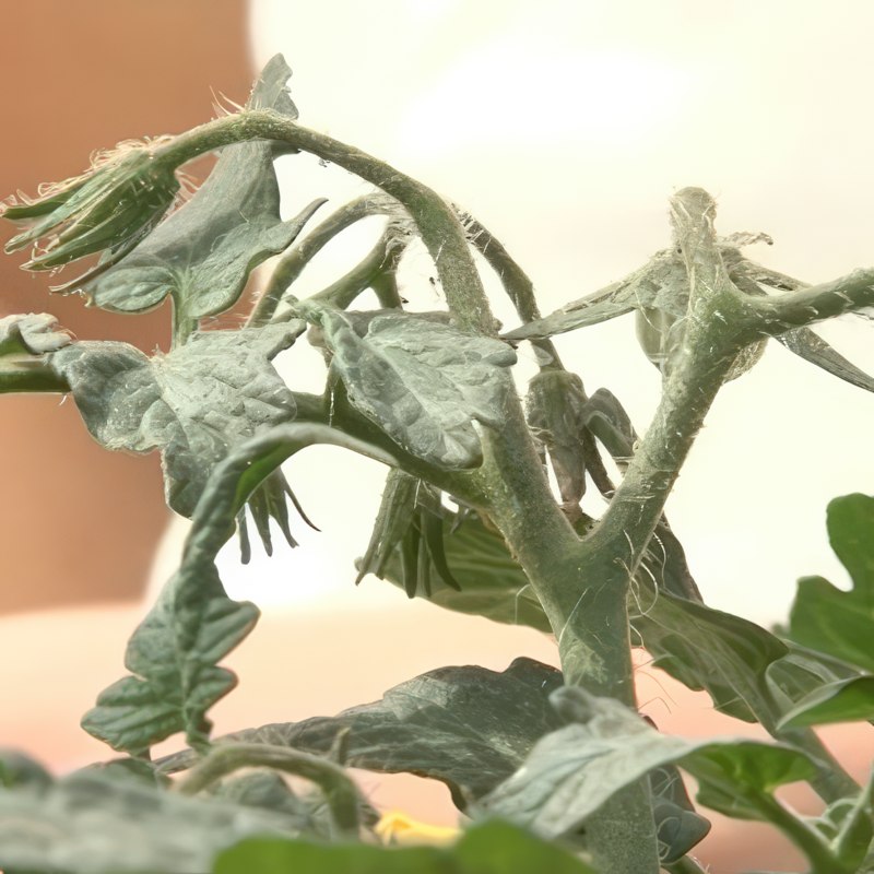 gjødsel til tomater