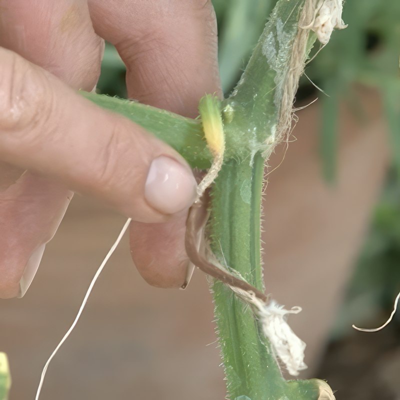 vinduesåbner til drivhus