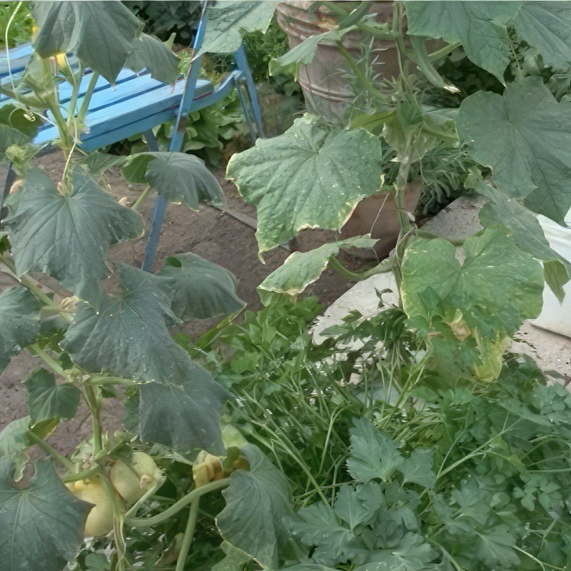 drivhus vinduesåbner