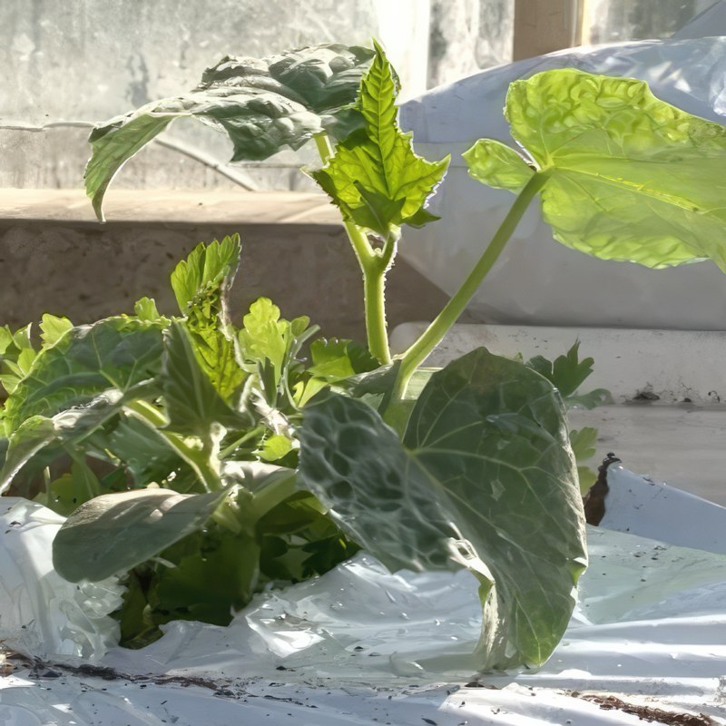 kurkkukasvit kasvihuoneessa