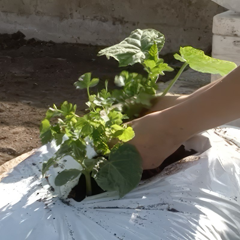 kurkkujen kasvatus kastelulaatikoissa